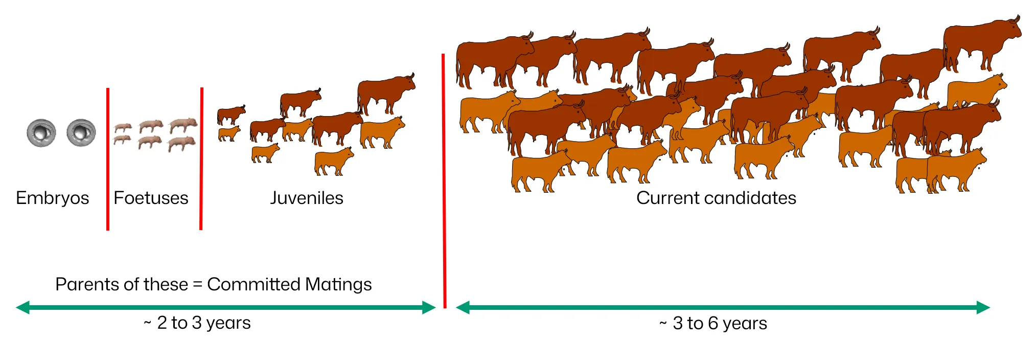 Committed Matings Cattle
