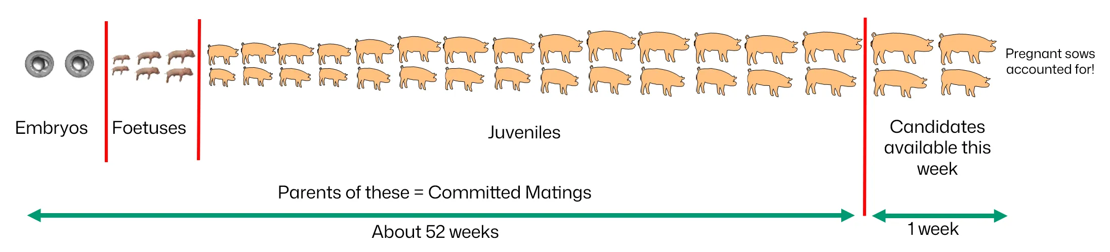 Committed Matings Pigs